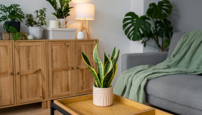 indoor-plants-studio_23-2151022108